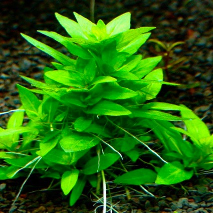 Staurogyne sp.repens in pot #